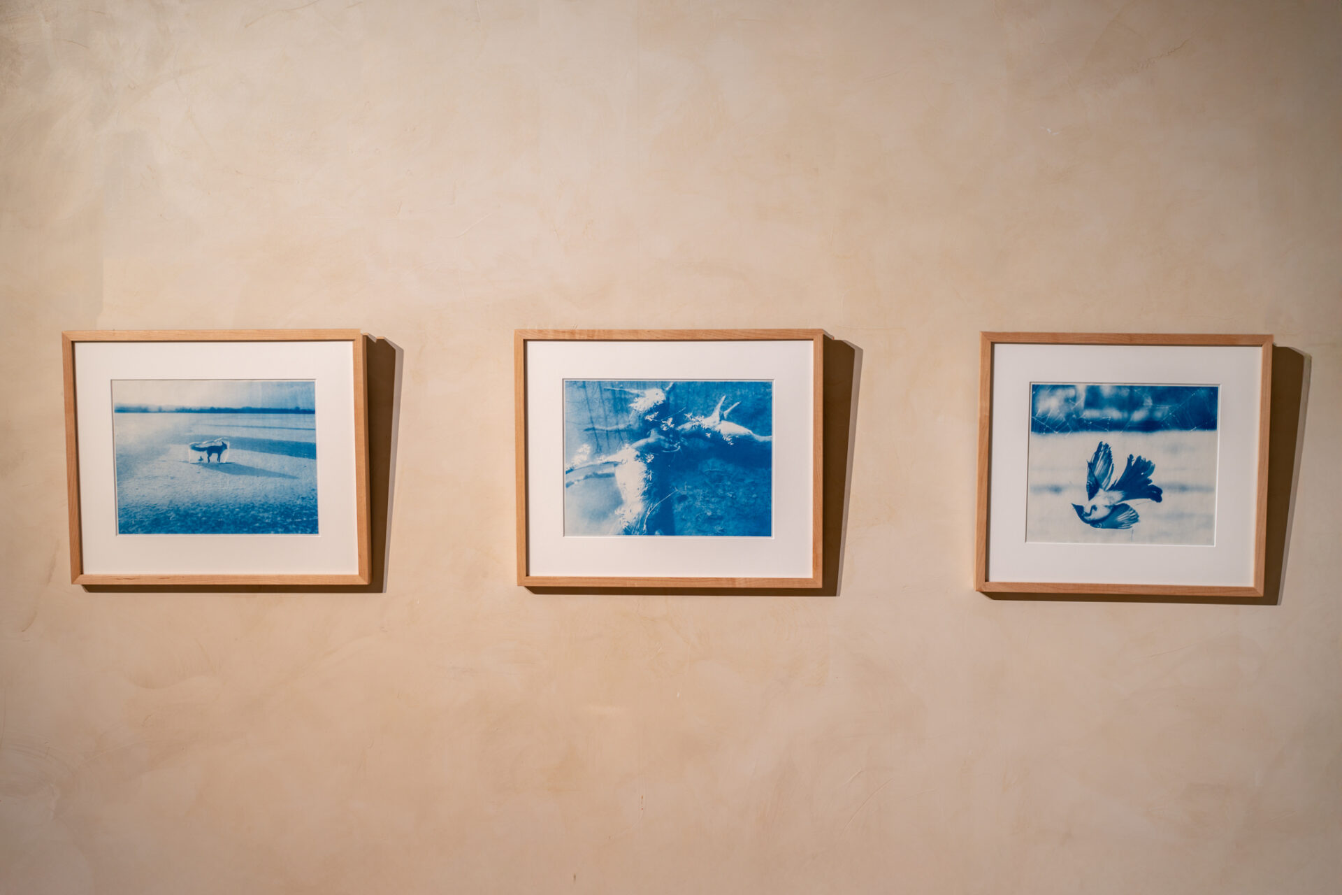 Maayan Cohen, Freeze, Fight, Flee, 2024, cyanotype, print, 33×40 cm<br />
Photography: Daniel Hanoch